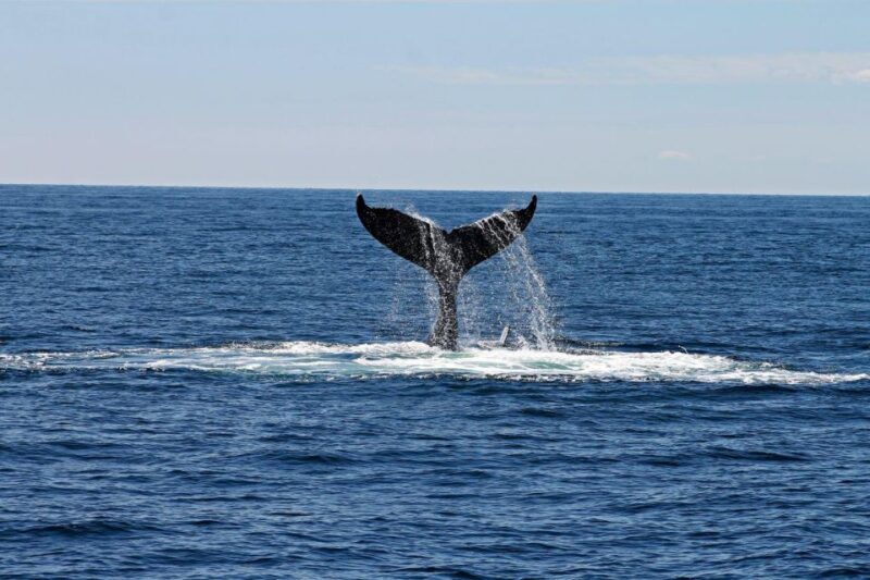 Alta: Alta Fjord Whale Watching Tour - What Real Participants Say