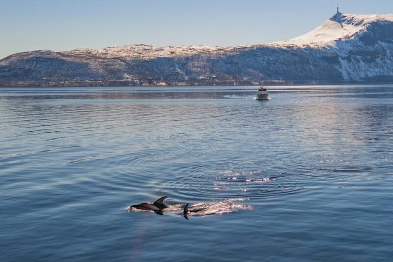 Alta: Altafjord Whale Watching in a Heated Boat - A Detailed Look at the Altafjord Whale Watching Tour