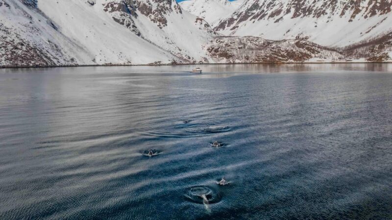 Alta: Altafjord Whale Watching in a Heated Boat - FAQ: Your Practical Questions Answered