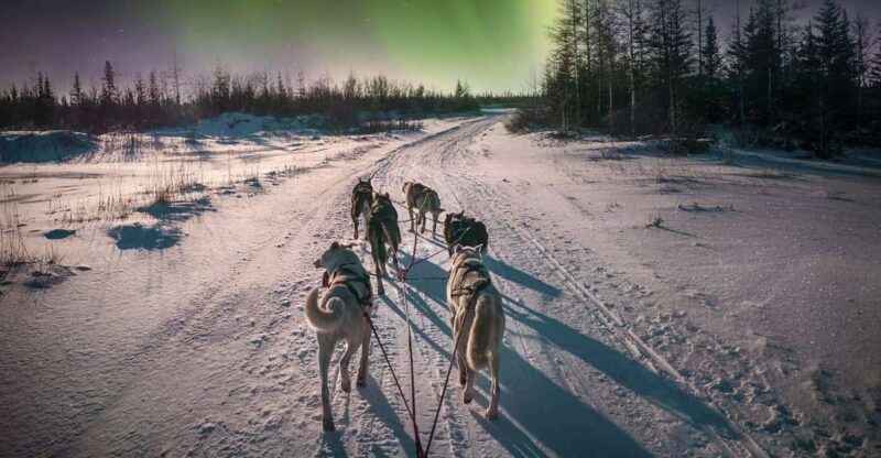 Alta: Dog Sledding Trip under the Northern Lights - An Unforgettable Arctic Adventure in Alta
