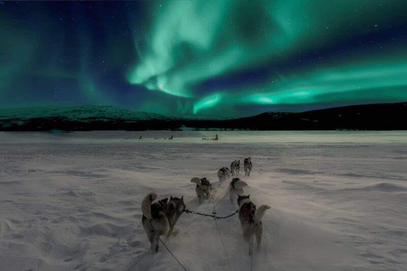 Alta: Dog Sledding Trip under the Northern Lights - The Sum Up