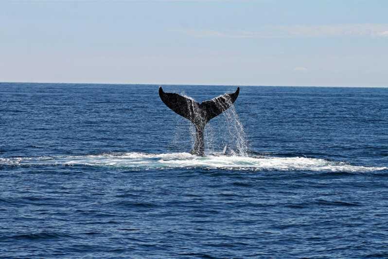 Alta Fjord: Private Whale Watching Tour - Key Points