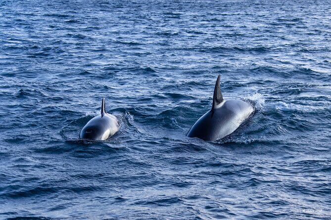 Alta Fjord Whale Watching on a Heated Boat - Authentic Insights from Reviewers