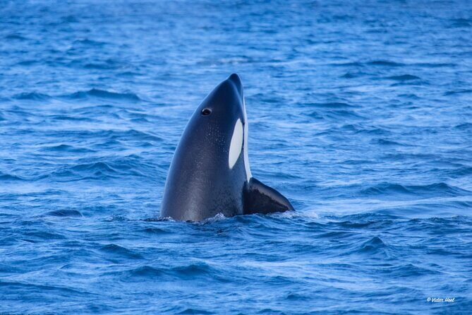 Alta Fjord Whale Watching on a Heated Boat - Frequently Asked Questions