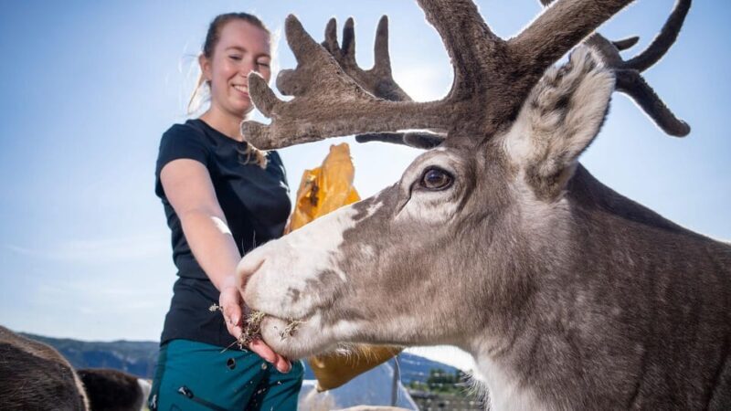 Alta: Reindeer - A carrier of Sámi Culture - What to Expect on the Reindeer Tour