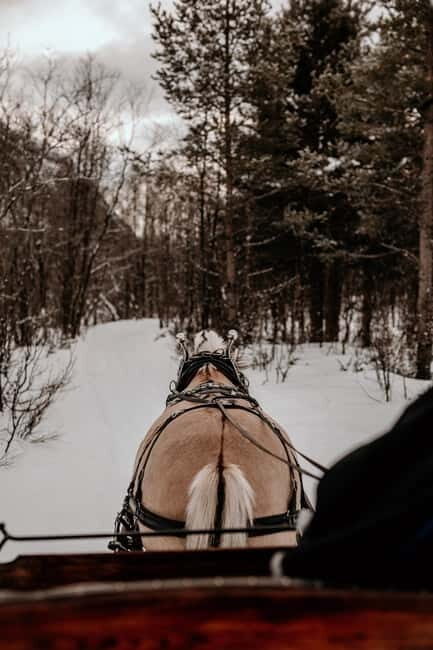 Alta: Sleigh Ride in the Arctic Countryside - Who Should Consider This Tour?