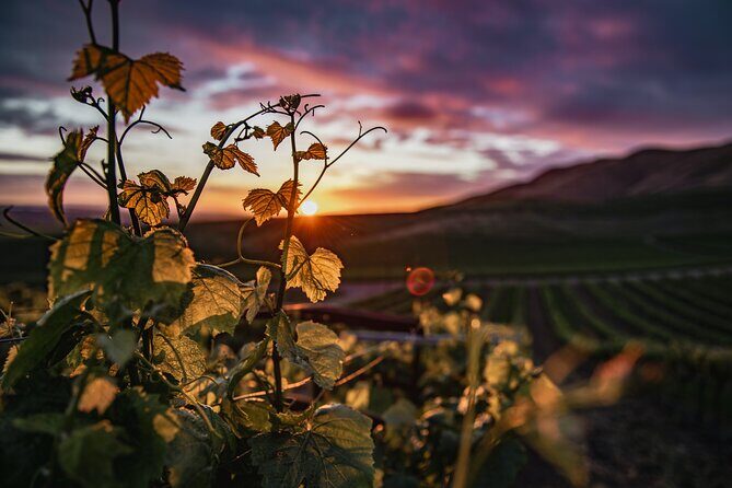 Amador County Self-Guided Wine Tour - Key Points