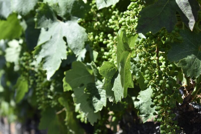 Amador County Wine Tasting Tour Private Tour 1 To 14 Group - A Closer Look at the Amador County Wine Tasting Tour