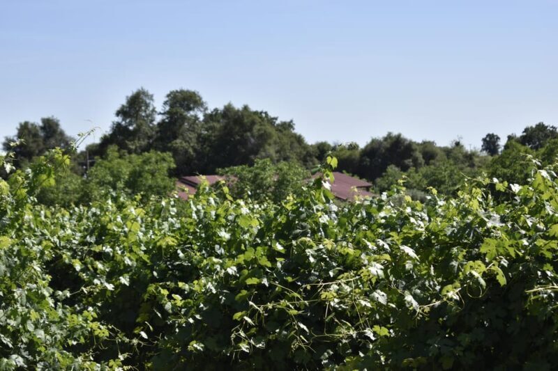 Amador County Wine Tasting Tour Private Tour 1 To 14 Group - Itinerary Breakdown: What to Expect at Each Stop