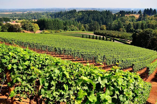 Amador County Wine Tasting Tours max 14 pax Private Wine Tours - Review of Amador County Wine Tasting Tours Max 14 Pax Private Wine Tours