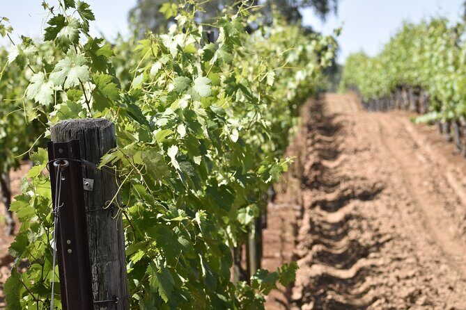 Amador County Wine Tasting Tours max 14 pax Private Wine Tours - Pricing and Value