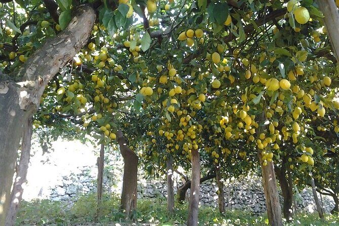 Amalfi Coast - Maiori: Path of Lemons Tour with Tasting - Final Thoughts
