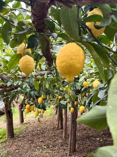 Amalfi Coast: The most beautiful trails of Ravello, Scala, and Minori - A Closer Look at the Typical Itinerary