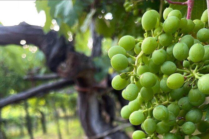Amalfi Coast vintage tour with cheese and wine tastings - FAQ