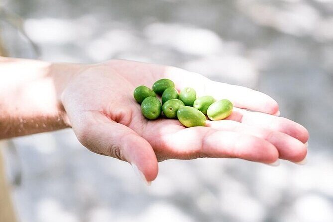 Amalfi Coast Vintage Tour with oil tasting in Ravello - Who Will Love This Tour?