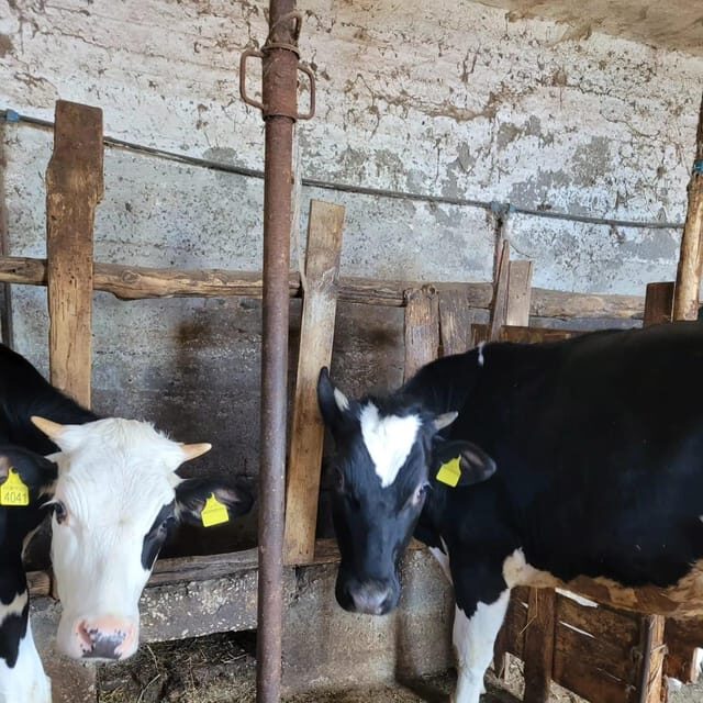 Amalfi: Learn how to make pasta, mozzarella and tiramisù! - FAQ