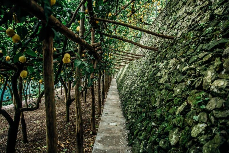 Amalfi: Vertical Lemon Farm Tour, Tastings, and Rural Museum - Who Will Love This Experience?