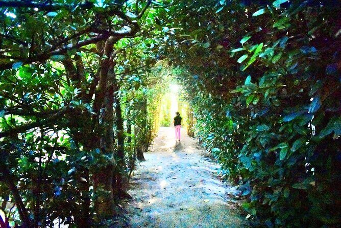 Amami Oshima Mangrove Kayaking, Waterfall and Cape Walking Tour - The Sum Up