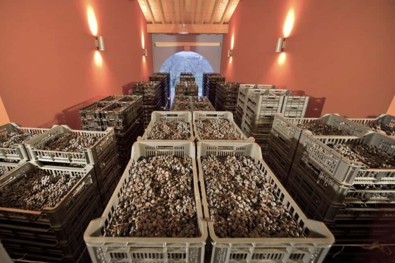 AMARONE: VERTICAL TASTING OF HISTORIC VINTAGES - Why This Tour Works