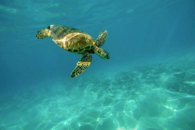 Amazing Adventure in Akumal. Swim with turtles and discover Tulum Ruins. - Frequently Asked Questions (FAQs)