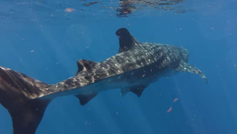 Amazing Adventure, Search and Swim with Whale Sharks on Holbox Island - The Value of This Tour