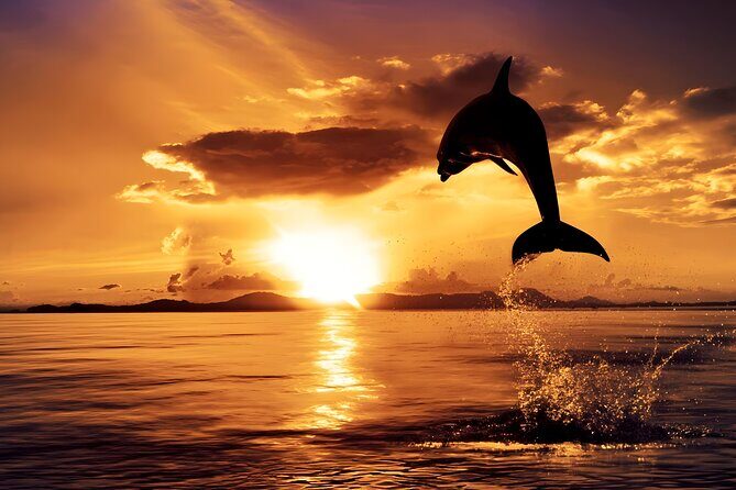Amazing Bali Dolphin Watching Trip Experience - The Experience at a Glance