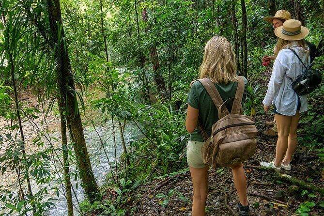 Amazing Daintree Rainforest Tour Waterfall Hike, Lunch, Swim & Crocodile Cruise - An In-Depth Look at the Daintree Rainforest Tour