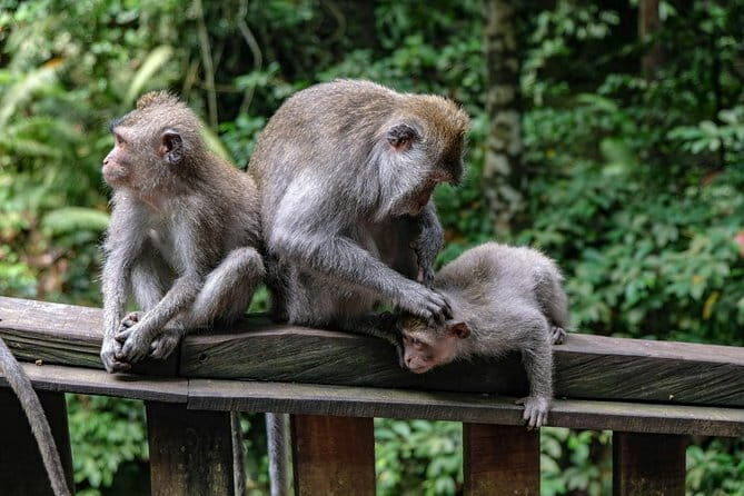 Amazing Day Tour: Highlights of Ubud Village Hidden Waterfall - Introduction