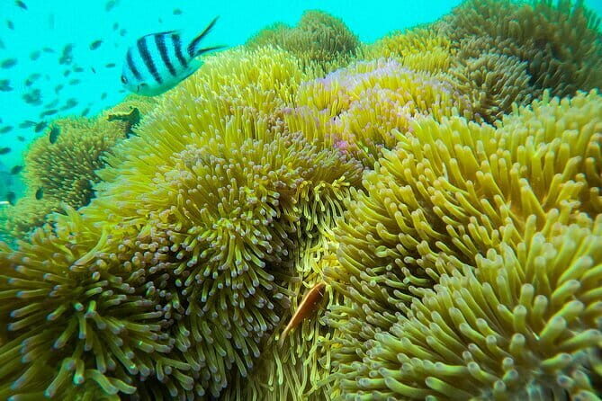 Amazing Full Day Trip Phu Quoc Snorkeling 3 Islands by Boat - FAQs