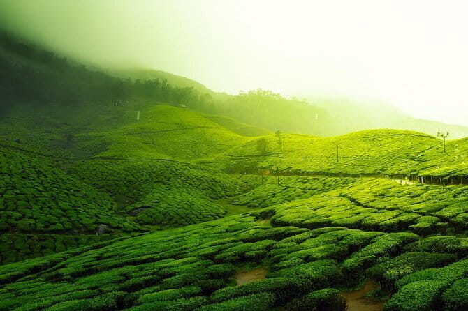 Amazing Kerala 7 Day Tour - An In-Depth Look at the Kerala 7 Day Tour