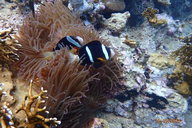 Amazing Snorkeling at Mun Island ( Group Tour ) - An In-Depth Look at the Tour Experience
