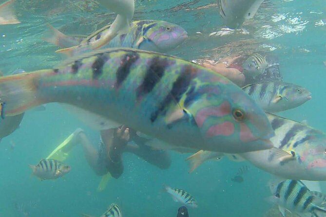 Amazing Snorkeling in Bali - Final Thoughts: Who Is This Tour Best For?