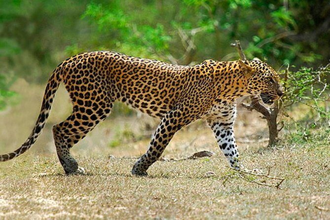 Amazing Sri Lanka ( 6N/ 7D) - Yala National Park: Wildlife Safari Adventure