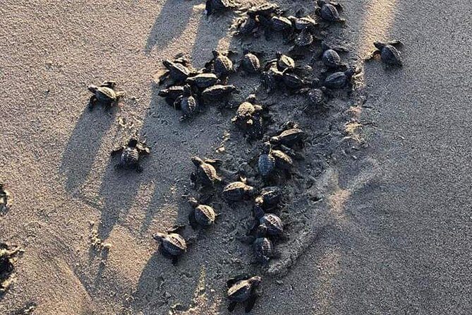 Amazing Turtle Release Tour - Price and Overall Value