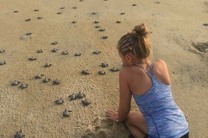 Amazing Turtle Release Tour - FAQ