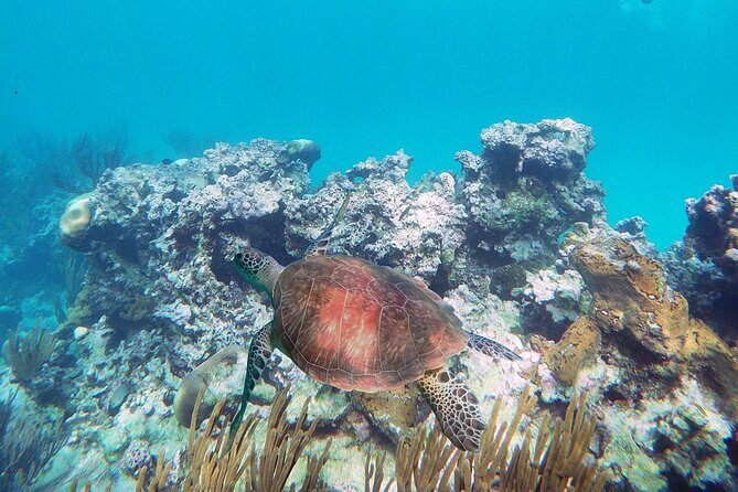 Amazing Underwater Discovery Tour - FAQ