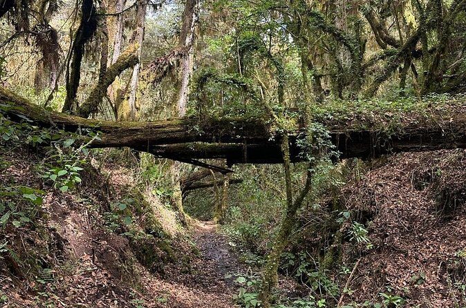 Amazing Walk through the Zapotec Mountains with Hot Chocolate - Who Should Consider This Tour?