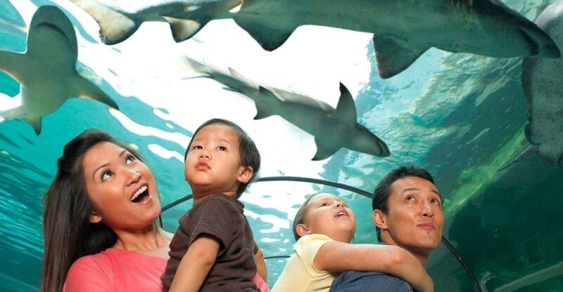 American Dream: SEA LIFE® Aquarium Entry Ticket - Who Will Love This Experience?