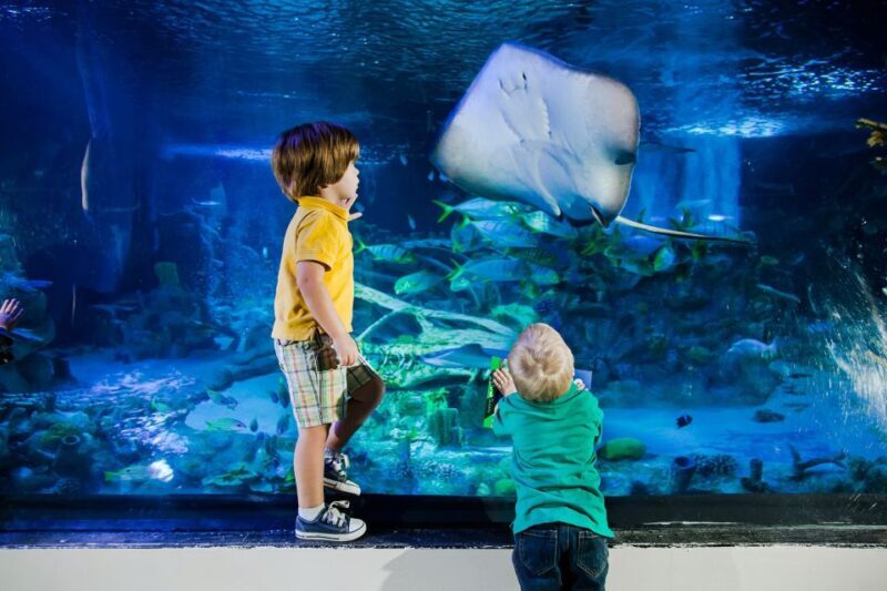 American Dream: SEA LIFE® Aquarium Entry Ticket - Final Thoughts