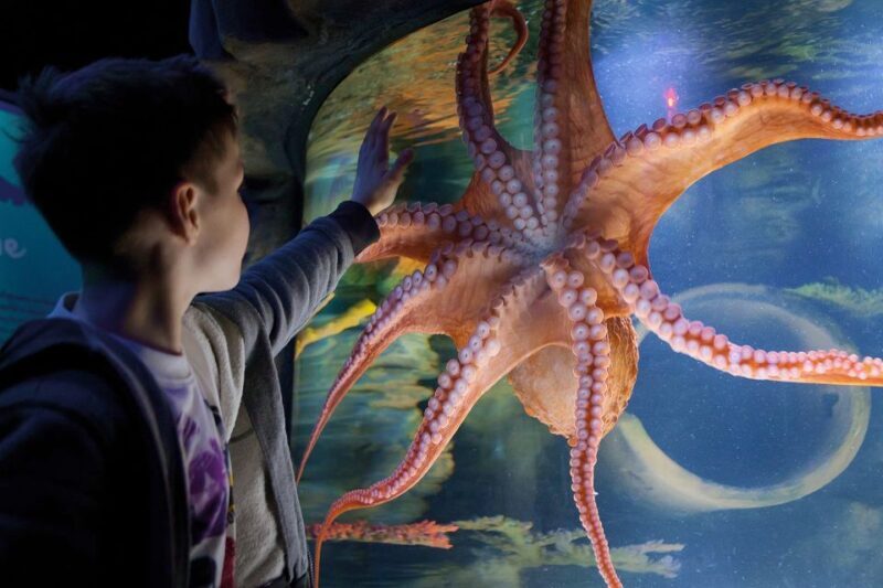 American Dream: SEA LIFE® Aquarium Entry Ticket - FAQ