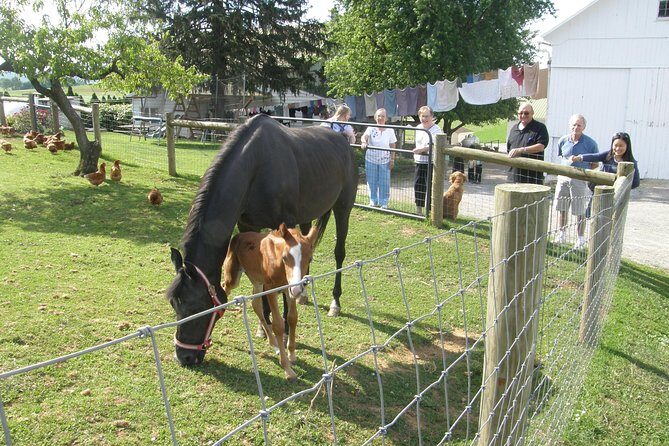 Amish Experience Visit-In-Person Tour - An In-Depth Look at the Amish Experience Visit-In-Person Tour