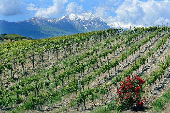 Among ancient sunny vineyards, visit and taste the wines from the San Lorenzo cellar - The Experience: What Sets it Apart?