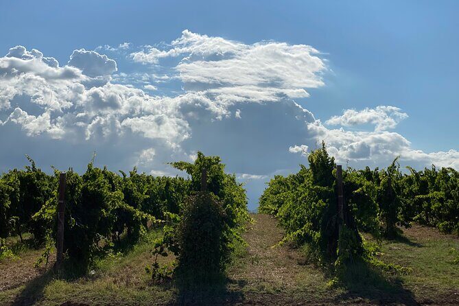 Among ancient sunny vineyards, visit and taste the wines from the San Lorenzo cellar - The Practicalities