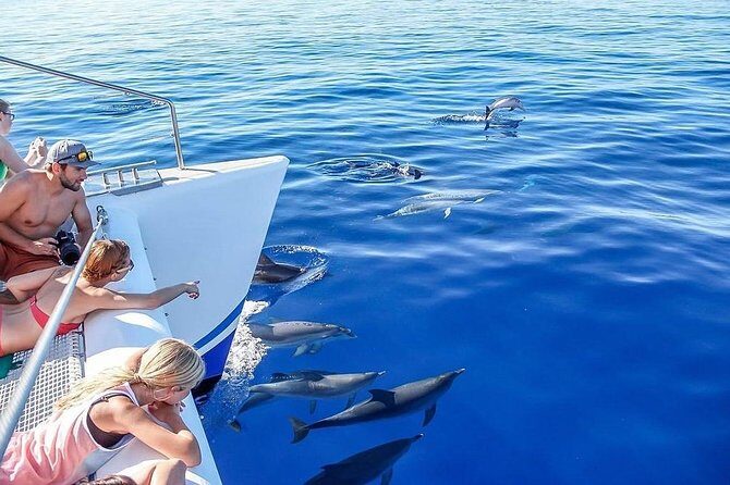 Among Whales Dolphins and Volcanoes Full Day Tour With Lunch - Starting Point: Ponta Delgada Marina and Early Morning Pickup