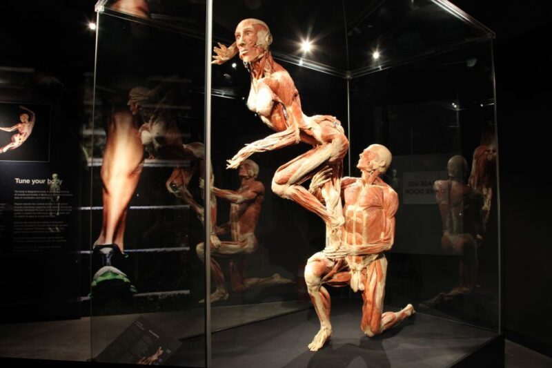 Amsterdam: Body Worlds Exhibition and Canal Cruise - What to Expect from This Tour