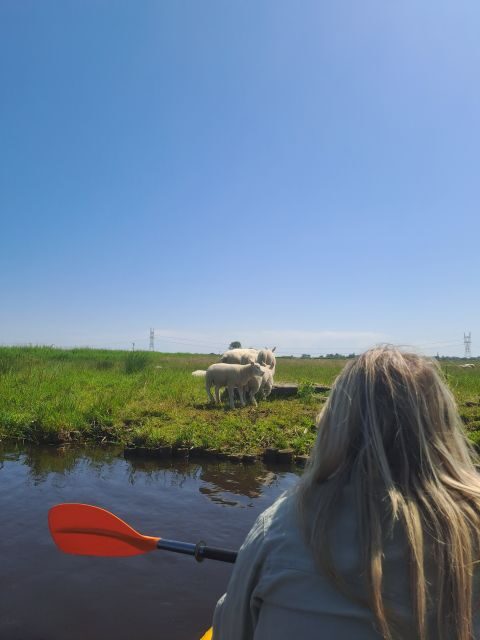 Amsterdam: Countryside Bike and Kayak Guided Tour - Authentic Insights from Reviewers