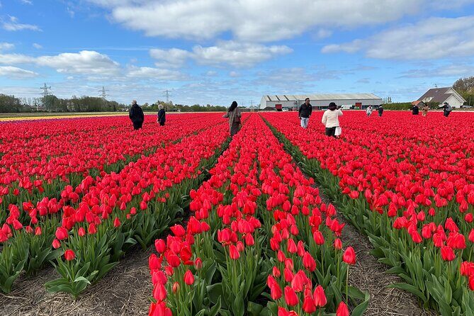 Amsterdam: Day trip to Tulip Farm, Keukenhof + Windmill Cruise - Who is This Tour Best For?