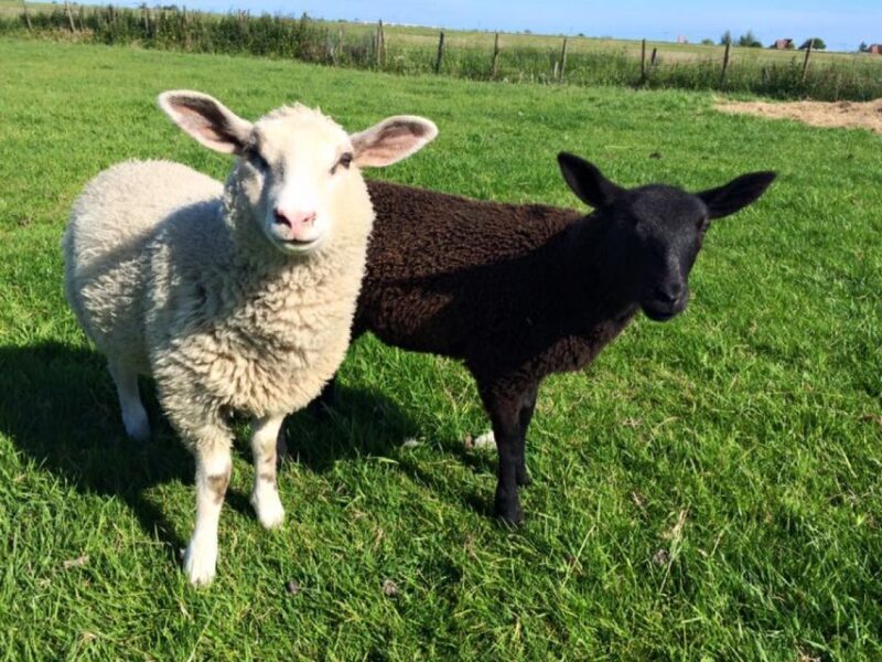 Amsterdam: Full-Day Countryside Tour - FAQ