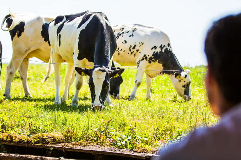 Amsterdam: Giethoorn Tour with Boat Ride & Afsluitdijk Visit - Who Should Consider This Tour?