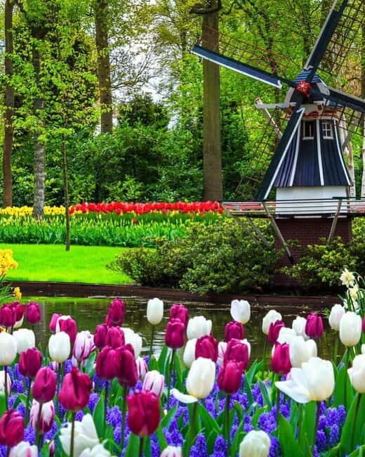Amsterdam: Keukenhof and Tulip Fields Private Day Trip - Key Points
